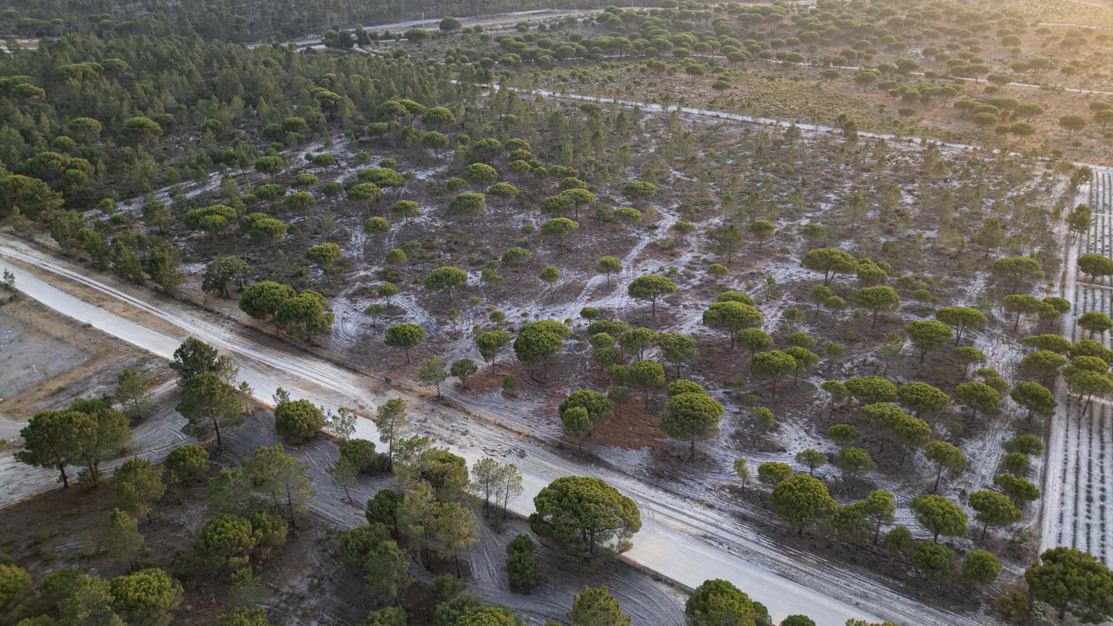 Terreno 7.5 ha, Muda, Grandola - Imagem 3