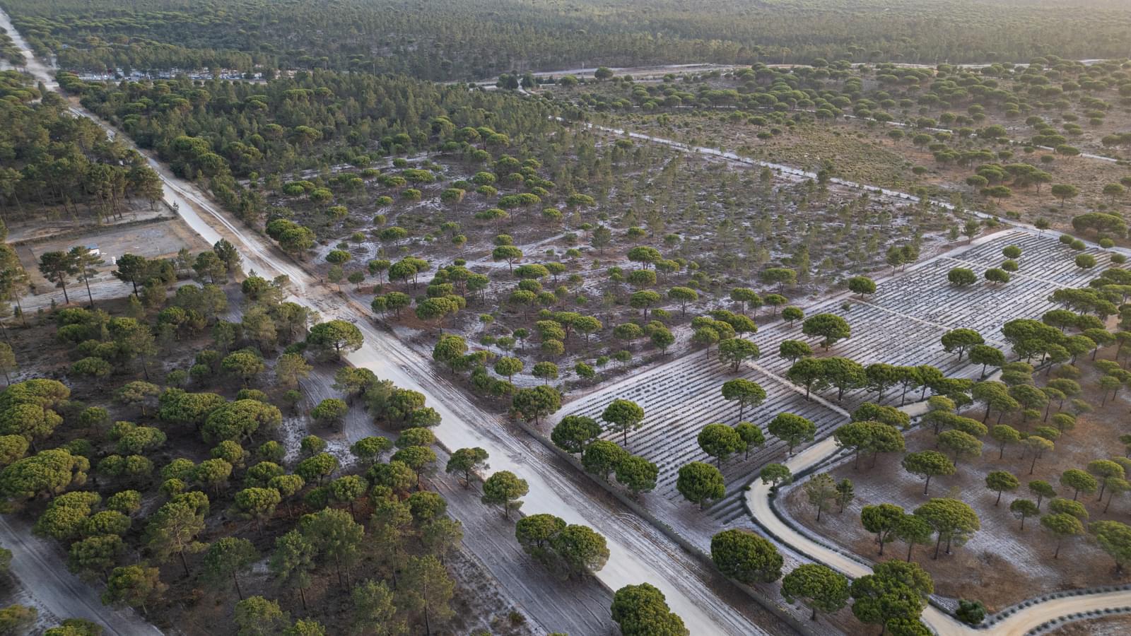 Terreno 7.5 ha, Muda, Grandola - Imagem 5