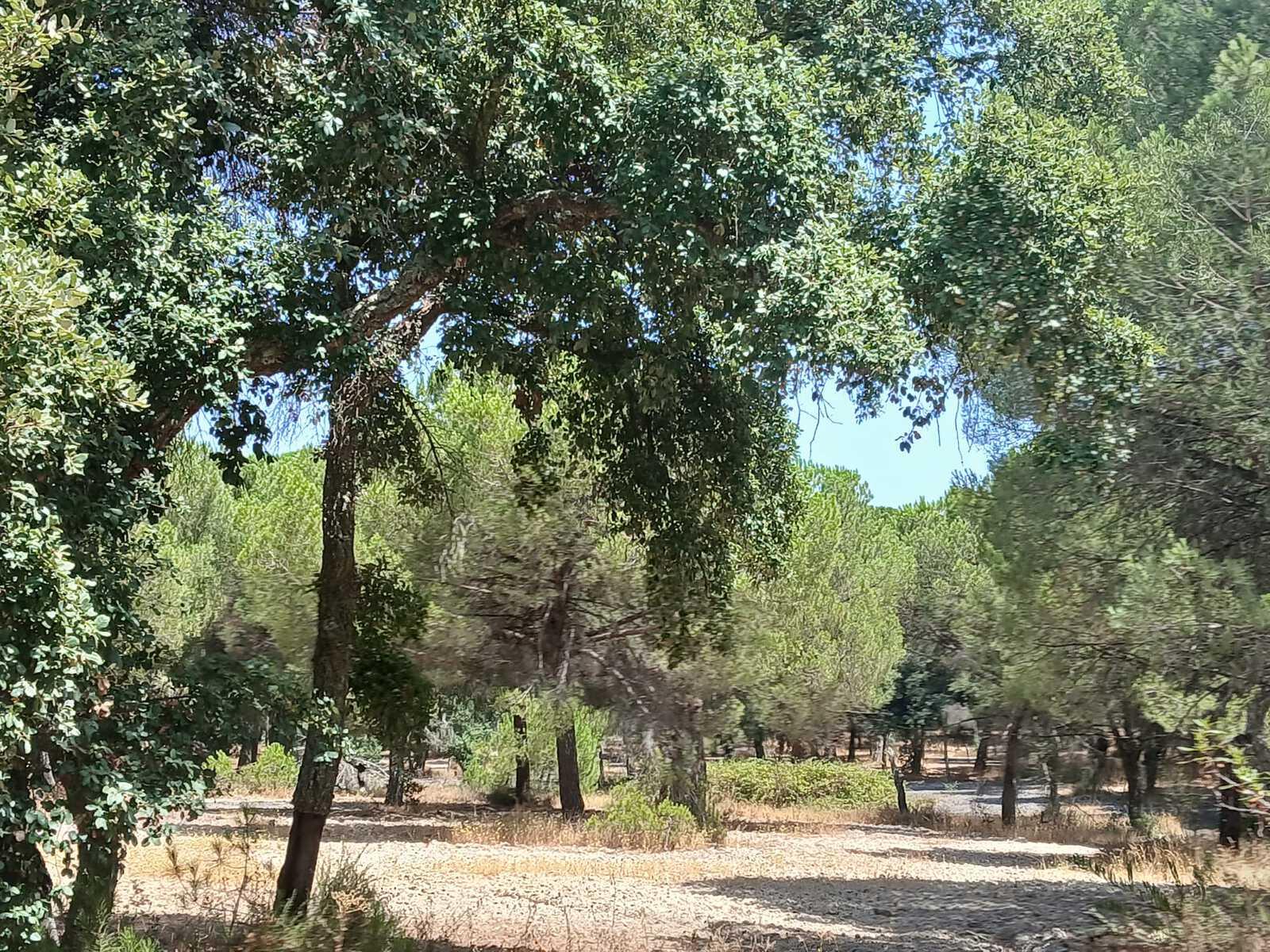 Terreno 2.6 ha, Santo Estevão, Benavente - Imagem 6