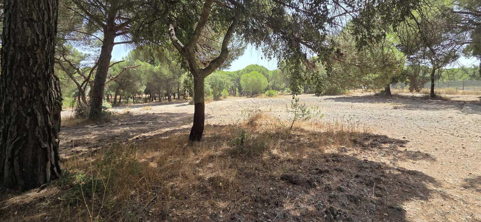 Terreno 2.6 ha, Santo Estevão, Benavente - Imagem 5
