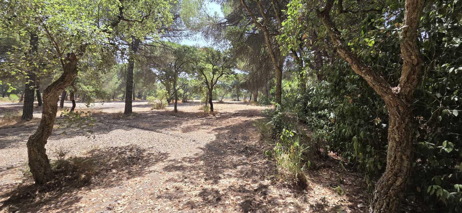 Terreno 2.6 ha, Santo Estevão, Benavente - Imagem 8