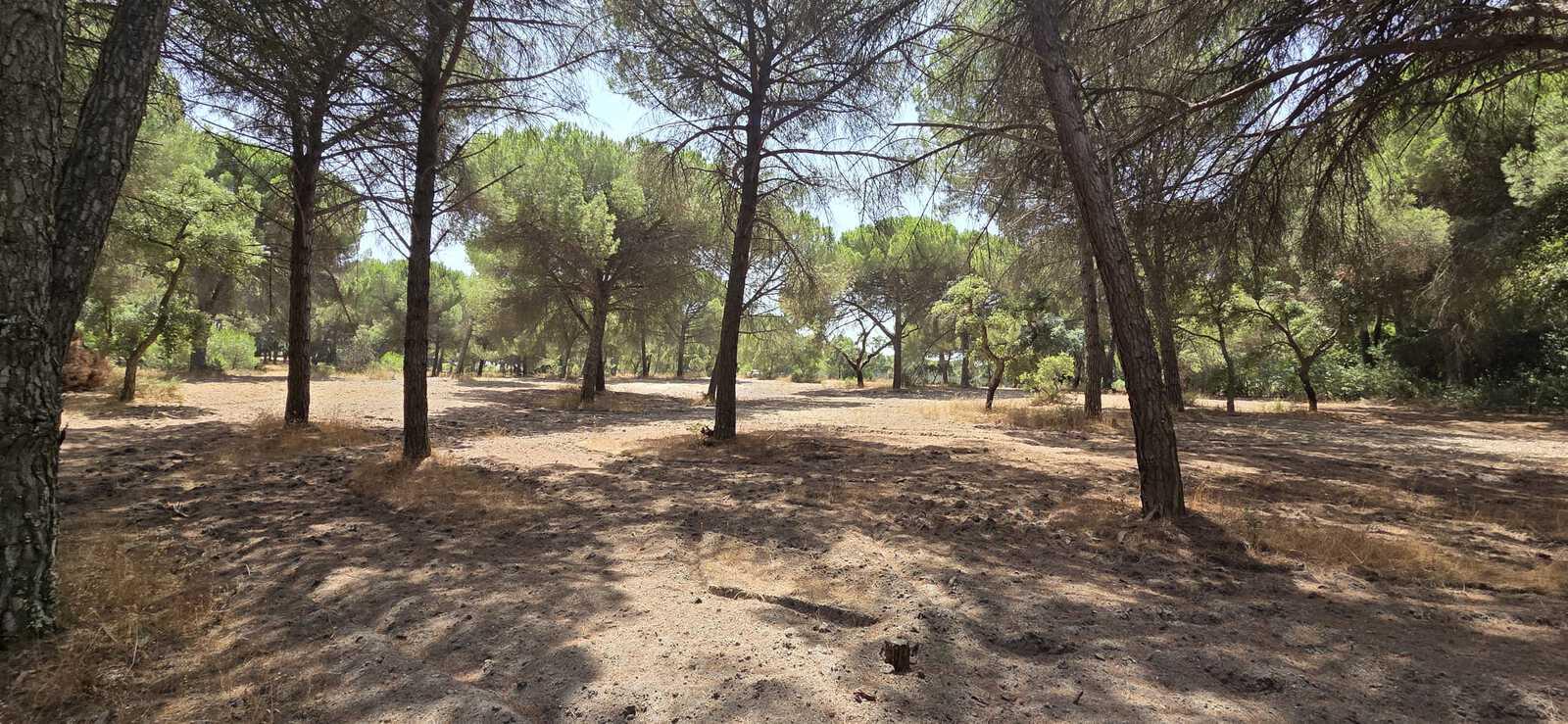 Terreno 2.6 ha, Santo Estevão, Benavente - Imagem 7
