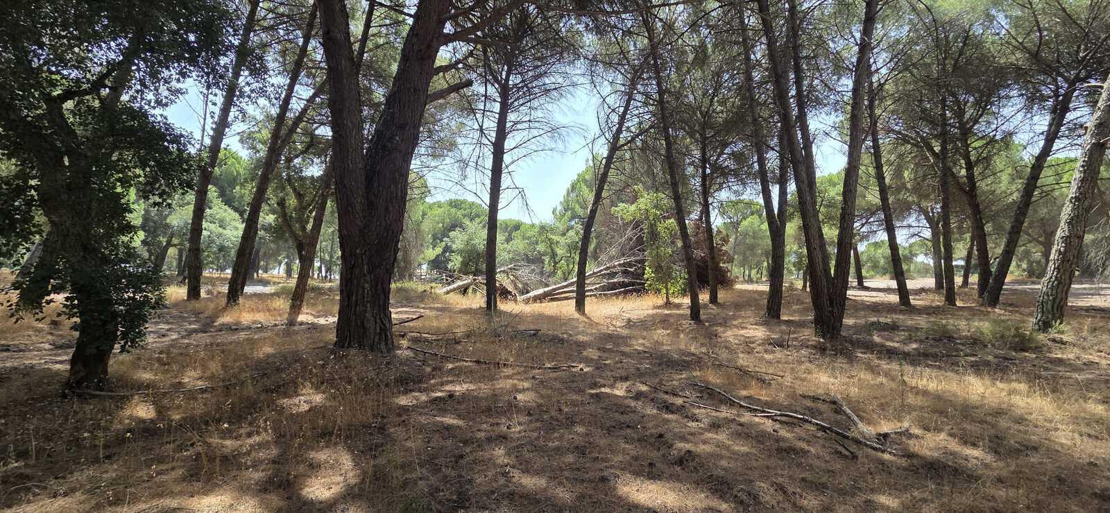 Terreno 2.6 ha, Santo Estevão, Benavente - Imagem 9