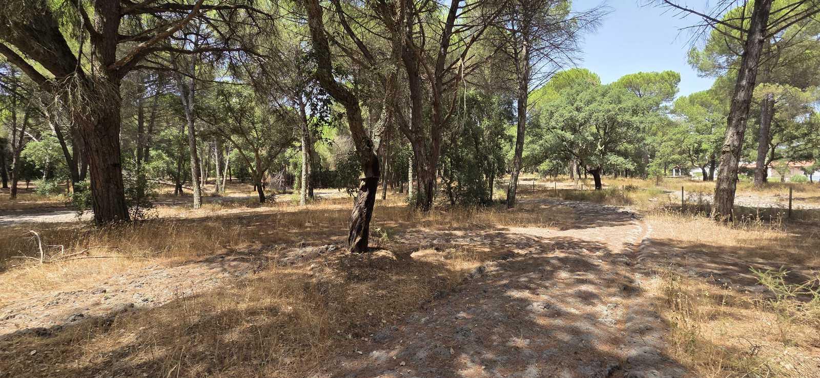 Terreno 2.6 ha, Santo Estevão, Benavente - Imagem 11