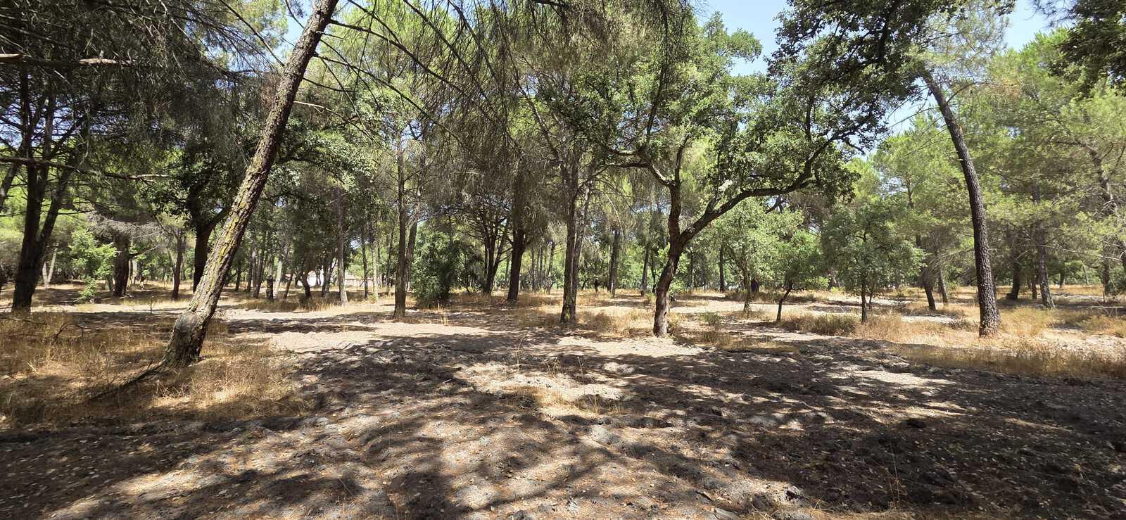 Terreno 2.6 ha, Santo Estevão, Benavente - Imagem 12