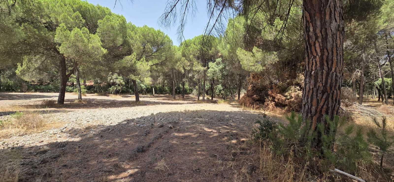 Terreno 2.6 ha, Santo Estevão, Benavente - Imagem 13