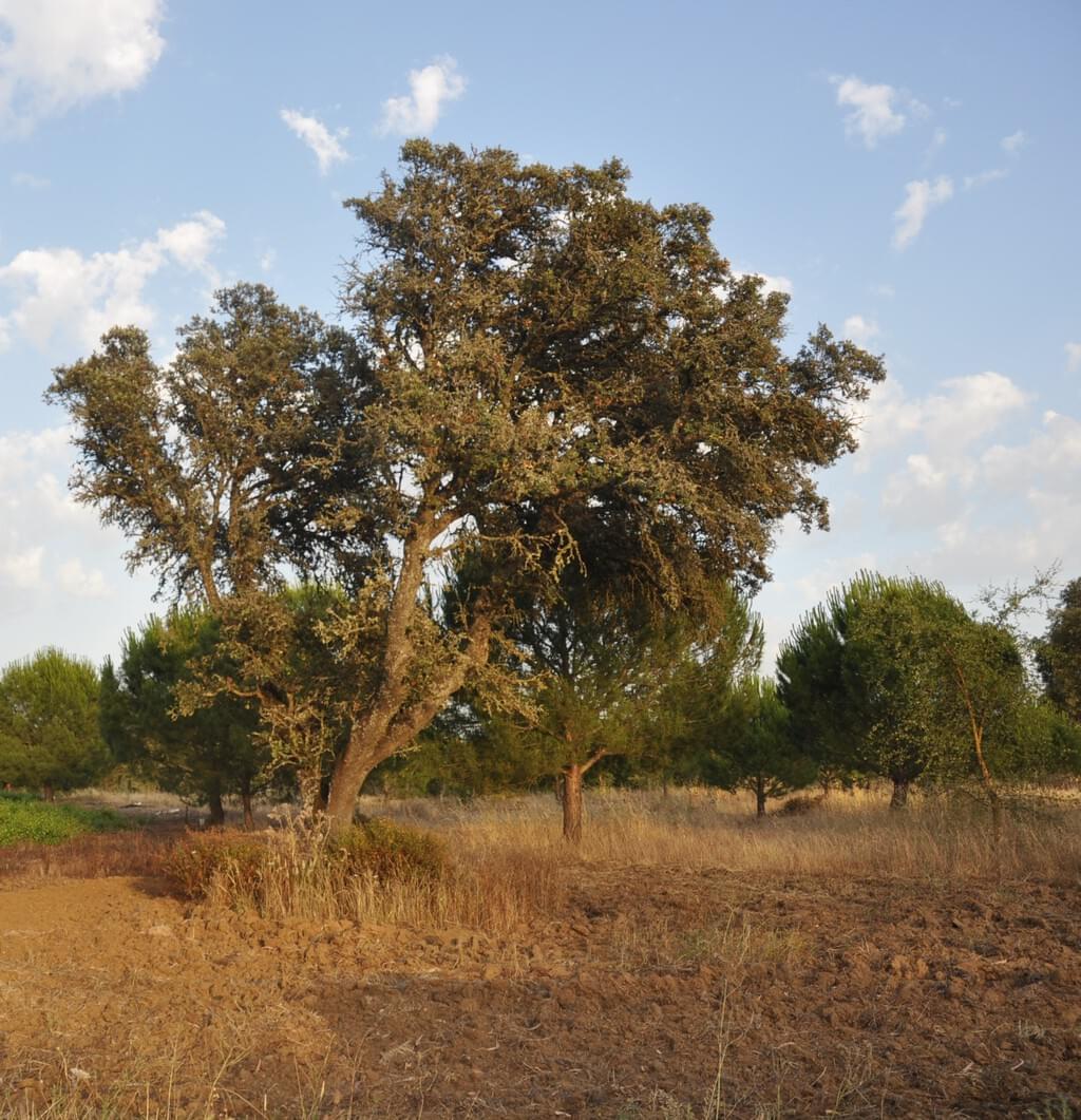 Rural land 7.5 ha, Quinta da Amoreira, Montemor-o-Novo 3224637704