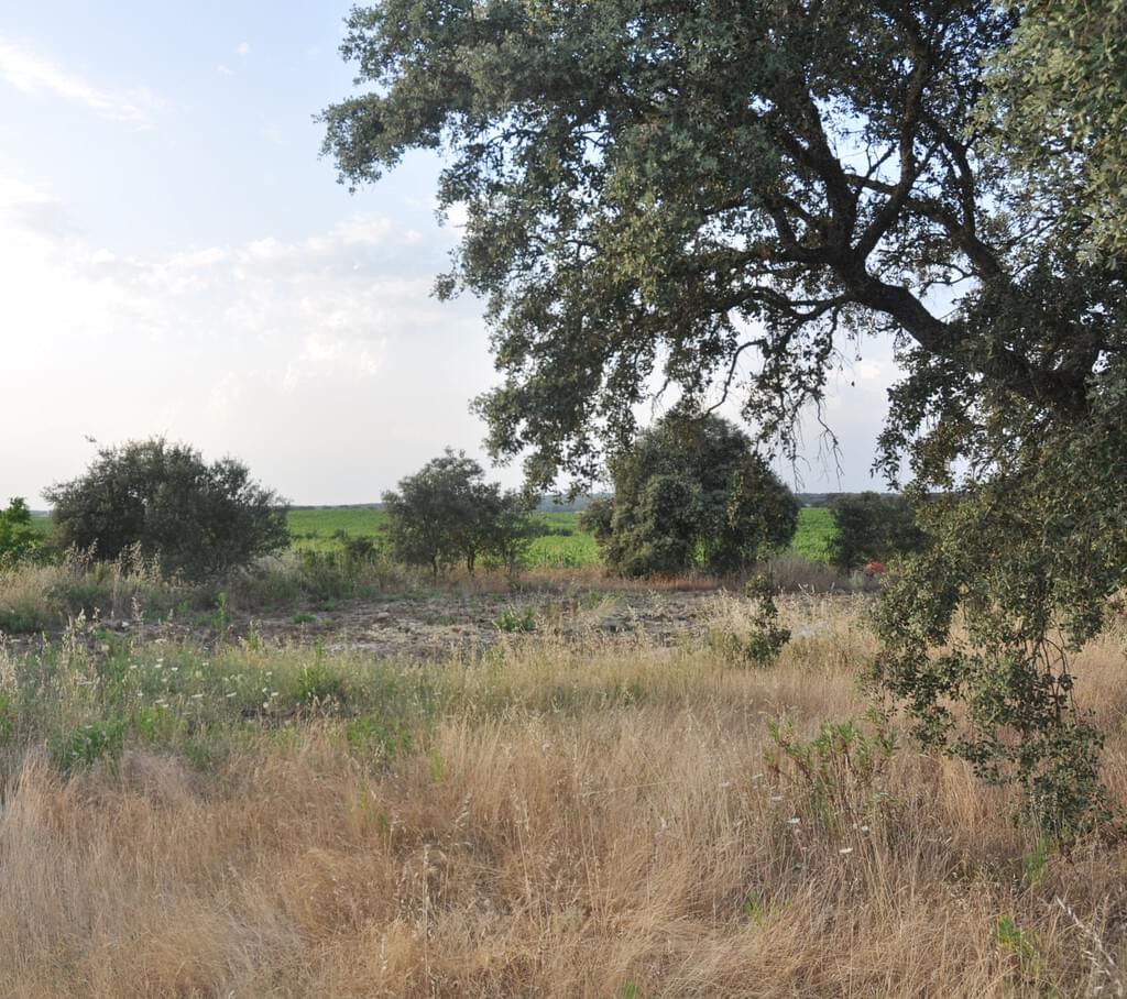 Rural land 7.5 ha, Quinta da Amoreira, Montemor-o-Novo 3224637704