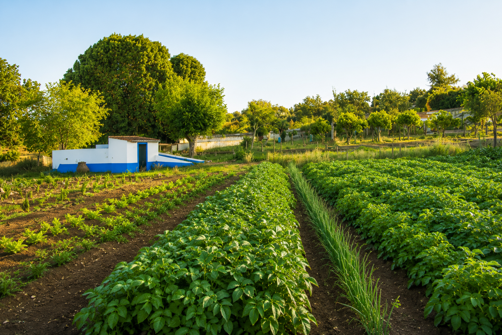 Quinta 13.9 ha, Alcáçovas, Viana do Alentejo - Imagem 36