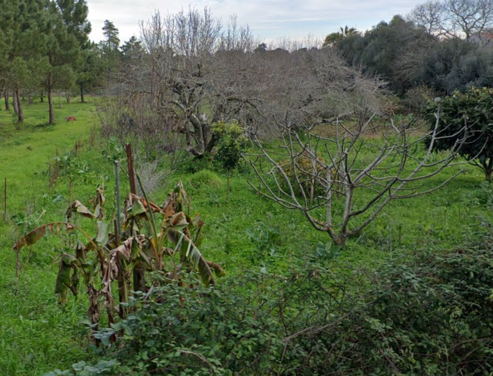 Terreno Urbano 1275 m2 - Imagem 6