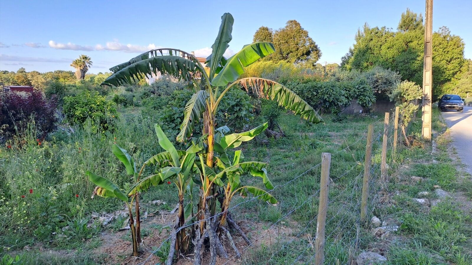 Terreno Urbano 1275 m2 - Imagem 4
