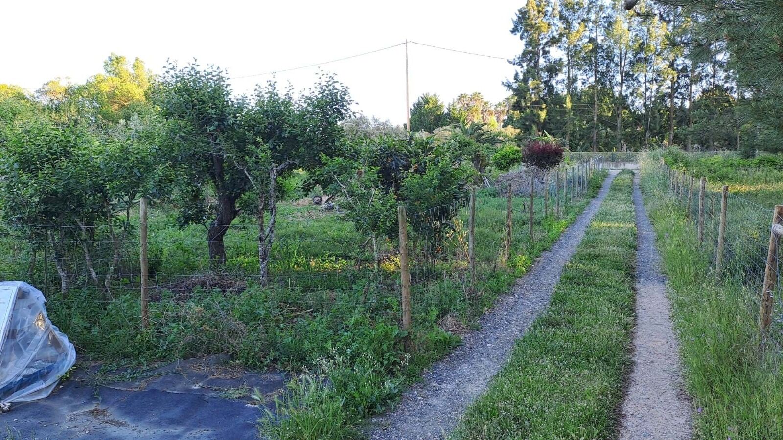 Terreno Urbano 1275 m2 - Imagem 2